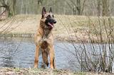 MALINOIS 673